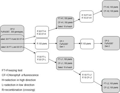 Chlorophyll a Fluorescence and Freezing Tests as Selection Methods for <mark class="highlighted">Growth Cessation</mark> and Increased Winter Survival in ×Festulolium